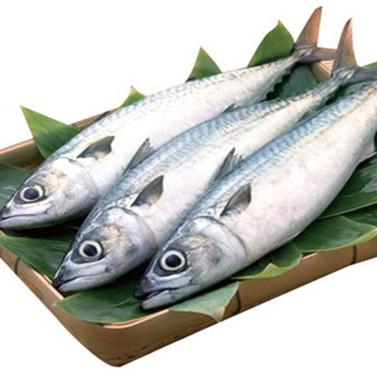 China 2018 FROZEN new arrive high quality with frozen Pacific scomber HGT japonicus 150-200g BQf mackerel fidh for market for sale