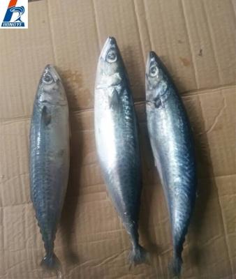 China The FROZEN whole round frozen Pacific mackerel seafrozen fish BQF 150-200g for market for sale