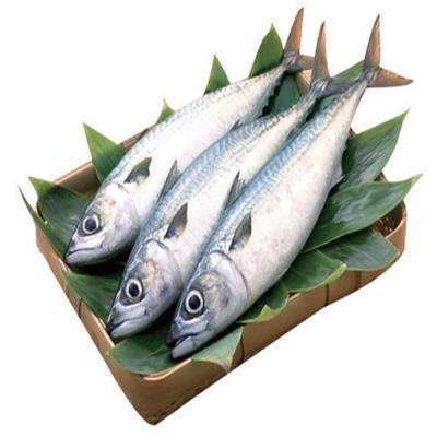 China The FROZEN whole round frozen Pacific mackerel seafrozen fish BQF 150-200g for market for sale