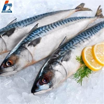 China The FROZEN whole round frozen Pacific mackerel seafrozen fish BQF 150-200g for market for sale