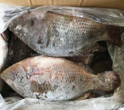 China 2018 Organic New Frozen Whole Round of Tilapia (oreochrimis niloticus) for sale