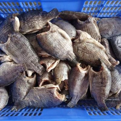 China Frozen Tilapia FROZEN in Fish IQF Oreochromis Niloticus GGS for sale