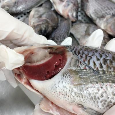 China FROZEN Frozen Tilapia in Fish IQF Oreochromis Niloticus GS Gutted Scaled for Market for sale