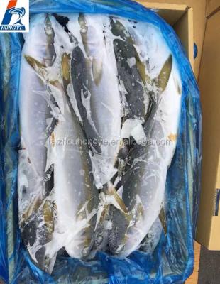 China Frozen yellow tail amberjack scad fish WR all size for sale