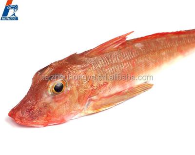 China IQF/BQF Frozen Seafood Gurnard Fish Lepidotrigla Microptera Red Fillet for sale