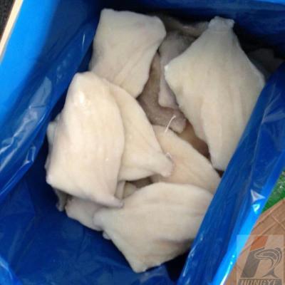 China FROZEN John Dory Fillet FROZEN (zeus Faber) IQF for market for sale