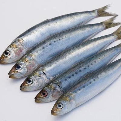 China 2018 organic new arrive high quality with good prices frozen sardine sardine longiceps for canning and market for sale