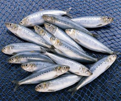 China Good quality FROZEN sardinops Melanosticta for canning and market with best price for sale