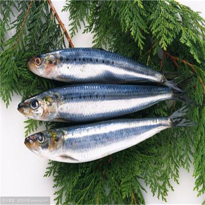 China Longiceps Seafrozen BQF Frozen Fish Sardinella Sardine Whole Round FROZEN For Market for sale