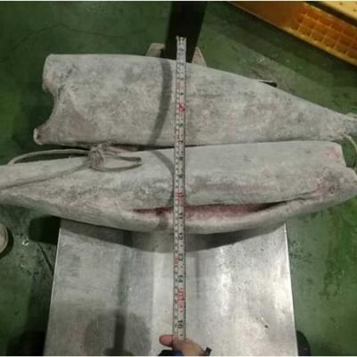 China Fresh FROZEN Blue Marlin Fish Headess , Oil Gutted Frozen Fish HGT for sale