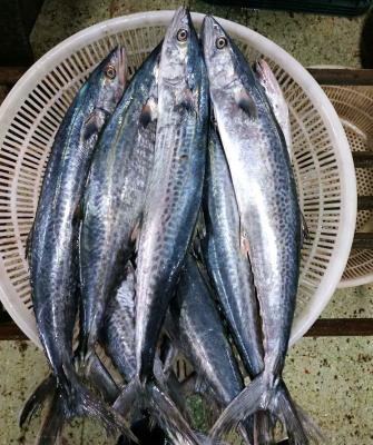 China Whole Round of NATURE Spanish Mackerel Frozen Fish for sale