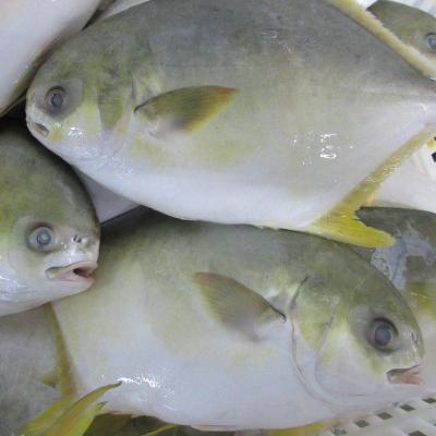 China The whole FROZEN round of seafrozen BQF frozen golden damselfish for the market for sale