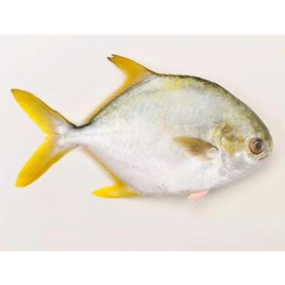 China NATURE Pomano Pomano Frozen Golden Fish for sale