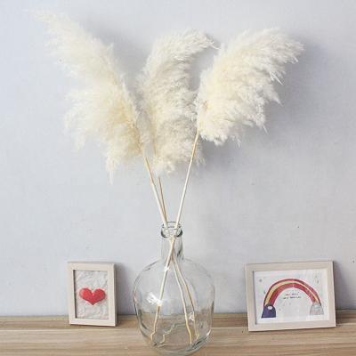 China M109 Boho Beautiful Flower Plume Grass Wedding Home Natural Large Dried Flower Bouquet Pampas Grass Decor White Pampas Grass Large Small for sale