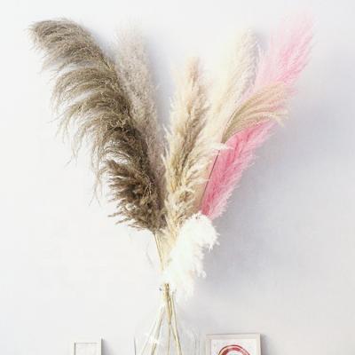 中国 M021 Real Natural Big Dry Flower Wedding Decor Cream Gray White Large Tall Fluffy Beige Pampas Flower Dried Pampas Grass For Sale 販売のため