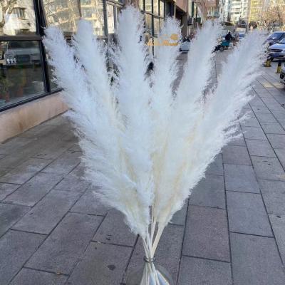 China M181 Real Natural Wedding Boho Home Decorative Wall Dried Pampas Grass Fluffy White Large Natural Dried Reed Grass 120cm Extra Pampas Grass Decor for sale