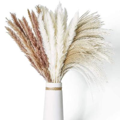 China R184 Natural Flowers and Plants Dried Pampas Grass Decor Pampas Grass Decor Natural Dry Pampas Grass Natural Color for sale