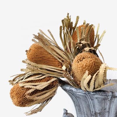 Cina Touch M098 Natural Banksia Rustic Proteal Arrangement Tropical Wedding Dried Flower Bouquet Decor Preserved Natural Dried Banksia in vendita