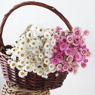 Chine M83 Natural Touch Dried Flower Arrangement Strawflower Bouquet Real Helipterum Roseum White Rose Flower Diaisy Dry Flower For Wedding Decor à vendre