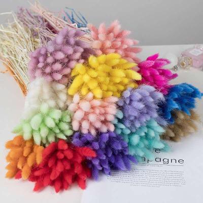 China Natural Plants R055 Amazon Flowers and Success Dried Flowers and Plants Dried Pampas Colored Natural Pampas Dried Plants zu verkaufen