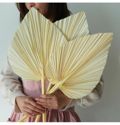 중국 R133 Natural Flowers and Plants Home Decor Dried Palm Leaves Wedding Home Decor Dried Palm Pampas Flower 판매용