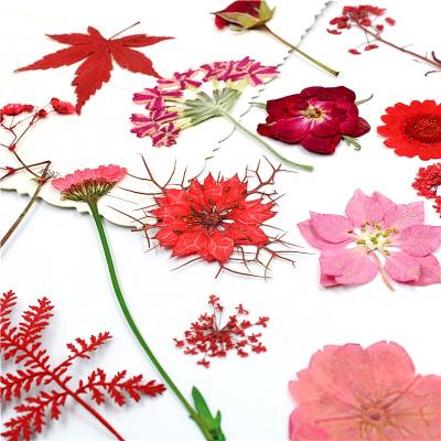 China L056 Mixed High Quality Durable Multiple Dried Pressed Flowers Dried Flowers For Resin Lavender Flowers For Diy Candle Resin Jewelry for sale