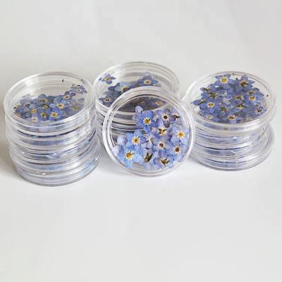 China M001 Beautiful Resin Colorful Floral Jewelry Nail Dried Flowers Stickers Forget I Unpressed Flower Dried Pressed Flowers For Nail Art Decoration for sale