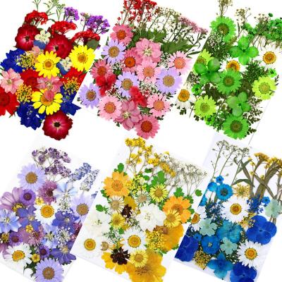 China M391 Preserved Wildflower Beautiful Colorful Stem Leaf Petals Pressed Flowers Diy Pressed Flower Resin Pressed Flat Dried Flower For DIY Craft for sale