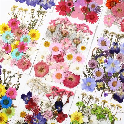 China Natural Flowers and Plants Hit Volume R348 Amazon Dried Pressed Flowers Diy Material Pressed Flowers for sale