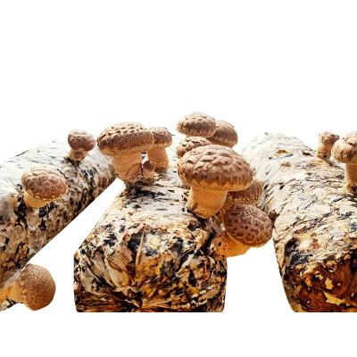 China Low Price FROZEN Wood Planting Frozen Mushroom Spawn Shiitake Mushroom Spawn for sale