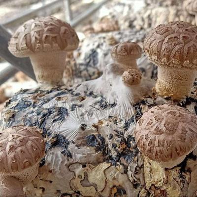 China FROZEN shiitake mushroom spawn for sale