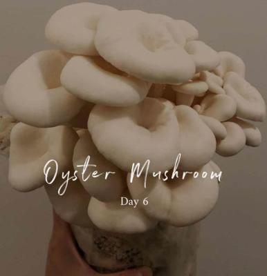 China FROZEN Oyster Mushroom Spawn for sale