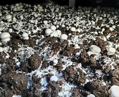 China Goog Fresh Quality Low Price Chinese Agaricus Bisporus Mushroom Spawn for sale