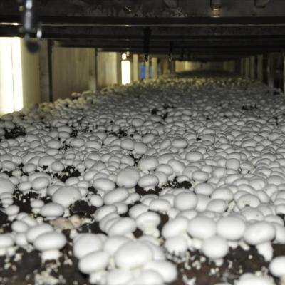 China FROZEN spawn of agaricus bisporus mushroom for sale