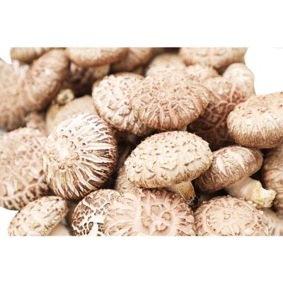 China Good quality fresh organic cultivation fresh shiitake mushrooms for international export for sale