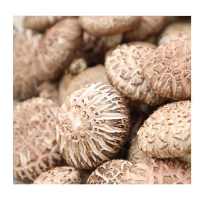 China Fresh Quality Grades Shiitake Mushroom Fresh Frozen Fresh Shiitake Mushrooms for sale