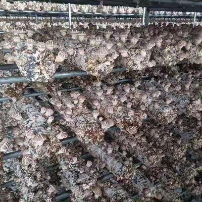 China Shiitake waterflooding growing sryringe reusable water injection bag fungus fresh log spawn for sale