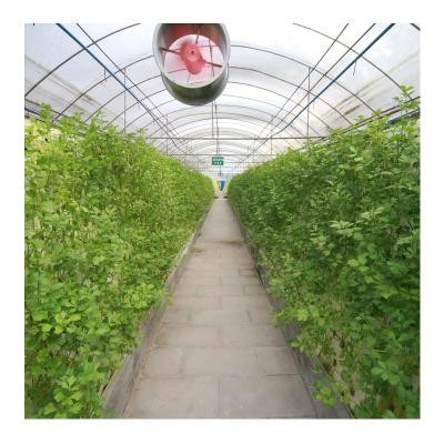 China ZD-DP12 Vegetable Industrial Greenhouse Flowers Greenhouse Tunnel Polyethylene Pipe Thin Fruits Greenhouse for sale