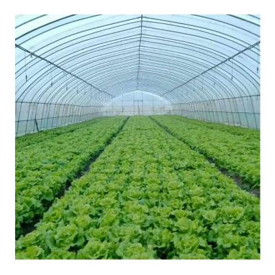 China Fruit Flowers ZD-DP22 Agriculture Multi-span Arch Plastic Sheet Greenhouse Tomato Vegetable Greenhouse and Strawberry Greenhouse for sale