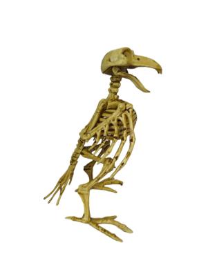 China PPHM/PPB Manufacturers Wholesale Animal Skeleton Model Plastic Halloween Crafts High Quality Popular Plastic Bird Toys for sale