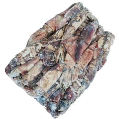 China Nutritious Wholesale Whole Round Indian Squid Indian Ocean Frozen Squid for sale