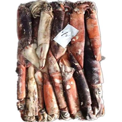 China Nutritious Whole Round Giant Squid Frozen Peru Squid Dosidicus Gigas for sale