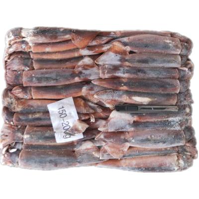 China nutritious sea illex frozen squid for bait illex argentinus frozen squid for sale