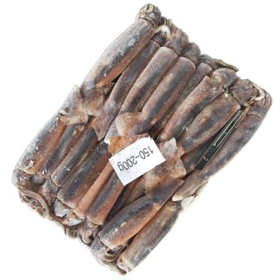 China Wholesale nutritious whole round sea illex squid illex argentinus squid frozen price 100-150 150-200 200-300 for sale