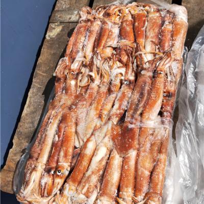 China Whole Round High Quality Nutritious West African Frozen Squid for sale