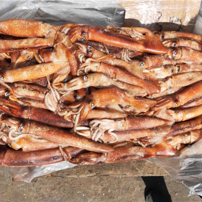 China Nutritious Whole Round West Africa Squid Ghana Frozen Squid for sale