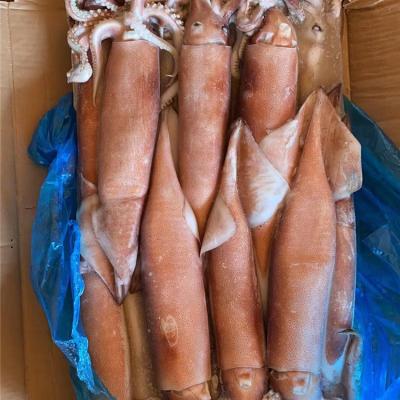 China Todarodes Pacificus Squid Nutritious Frozen Japan Squid for sale