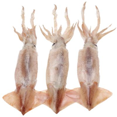 China Japanese pacificus nutritious frozen squid todarodes flying squid for sale