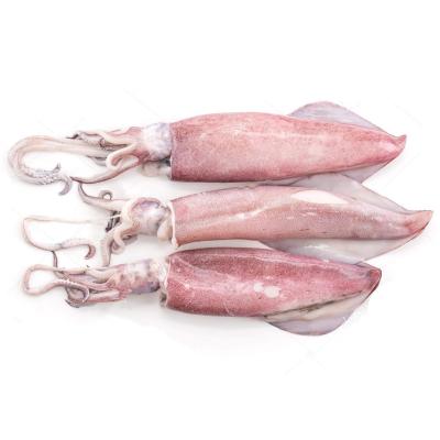 China Red squid Loligo Chinesis of loligo nutritious frozen chinese squid for sale