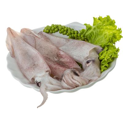 China Porcelain loligo nutritious whole round squid for sale